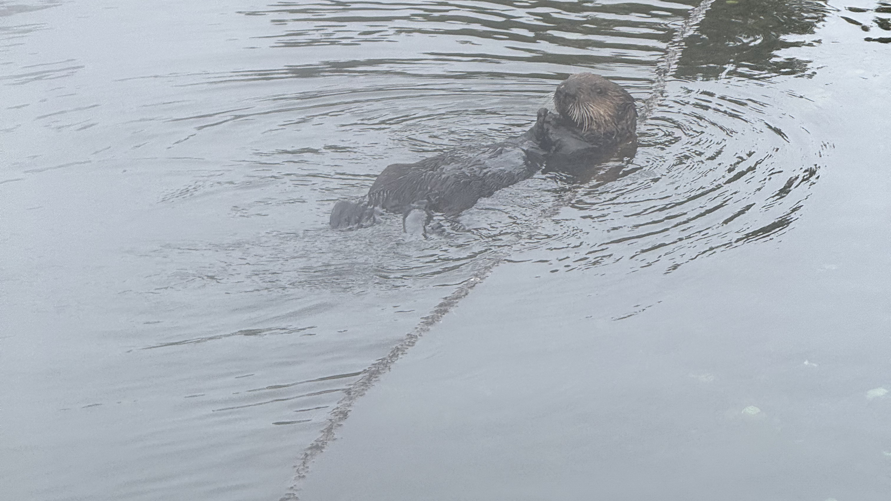 Sea Otter – Port Alice